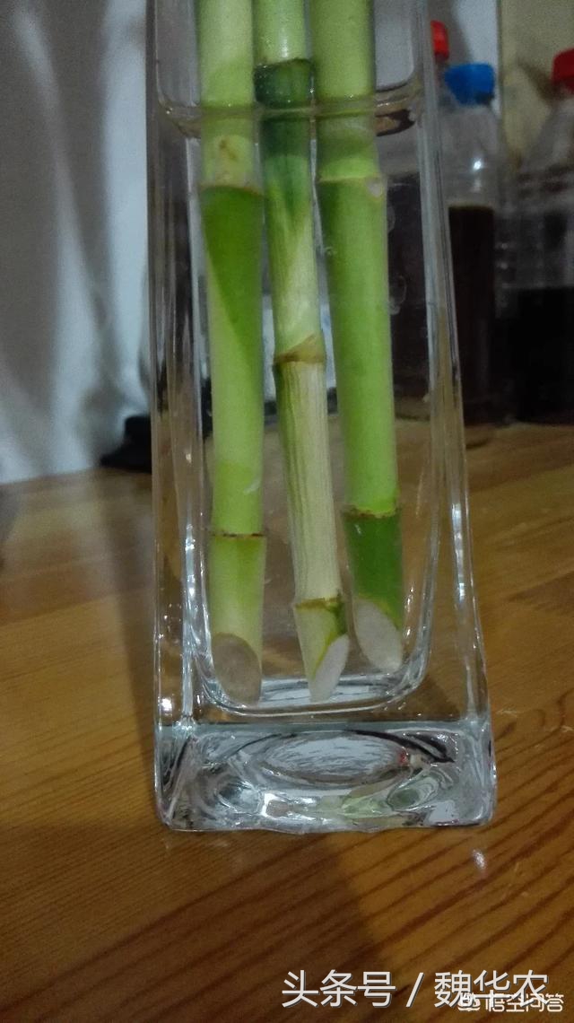 鲜柳枝泡水能使富贵竹生根吗,富贵竹泡水生根后怎么养