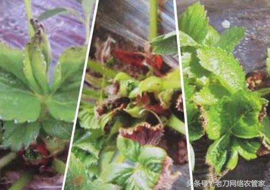 草莓叶片失绿焦枯是什么病害？该用什么办法进行补救