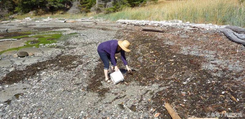 怎么给海藻植物做肥料,海藻肥养植物