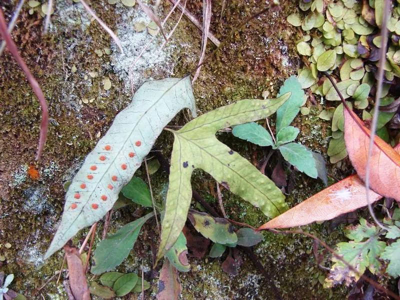 金鸡毛草在农村叫什么,中药材金鸡脚图片