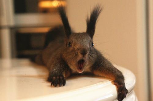 魔王松鼠好养吗,松鼠叫声魔王