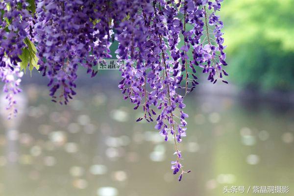 上海古藤园紫藤花是否开了,中国最大的紫藤园