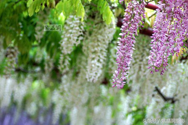 上海古藤园紫藤花是否开了,中国最大的紫藤园
