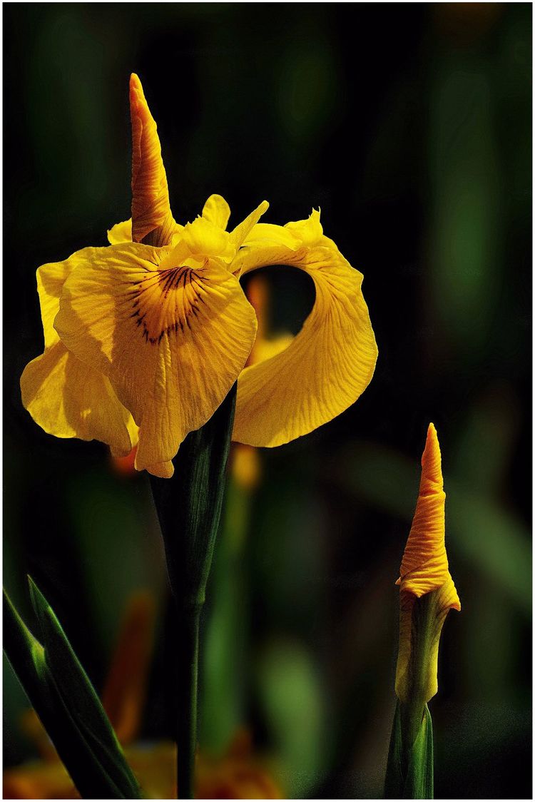 代表独特的花语的花是什么,什么花的花语是惊艳人心的呢