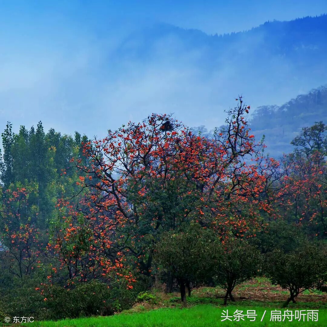 柿子红色的小山村,柿林村简介