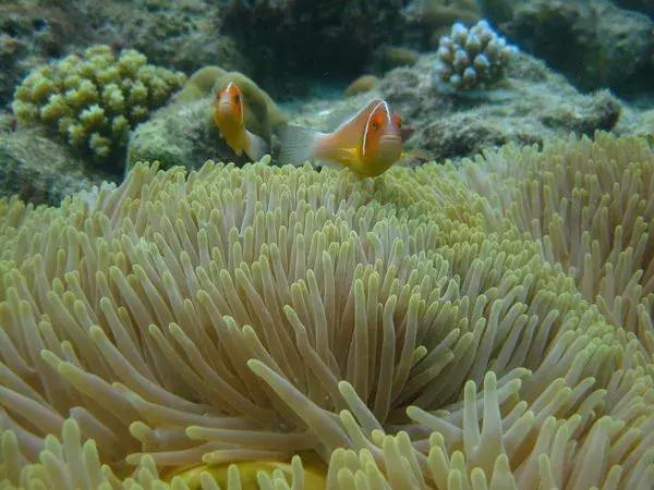 帕劳旅游攻略潜水点,帕劳自由行最值得去的潜水天堂