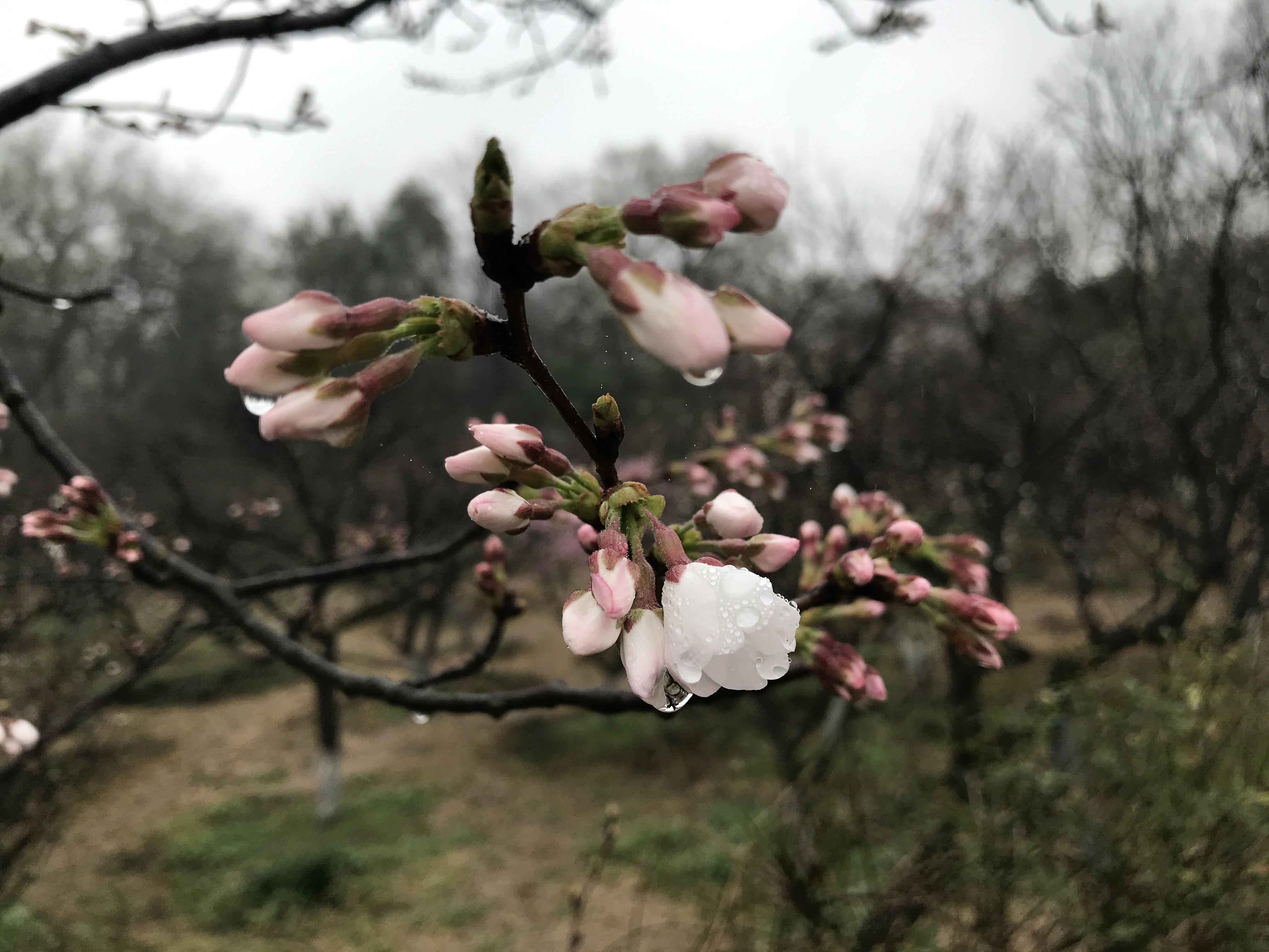 解酒效果很高的药,解酒护肝药物有用吗