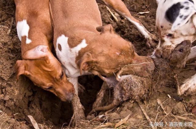 澳大利亚老鼠泛滥怎么解决的,澳大利亚老鼠泛滥成灾视频