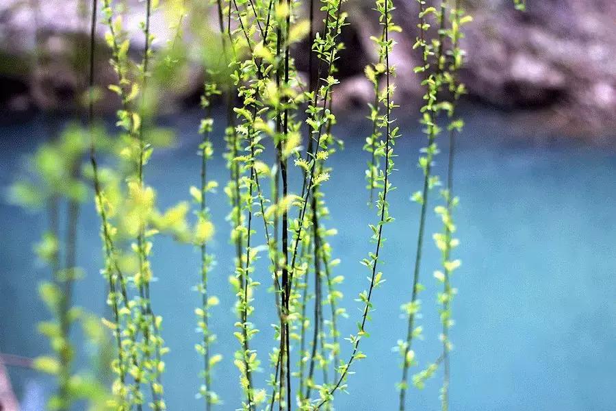 春柳，最平易近人的春色