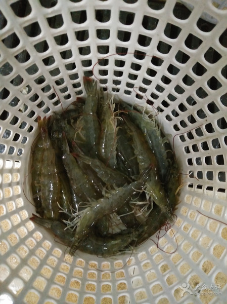 五一应季海鲜皮皮虾,又到了皮皮虾最肥美的季节