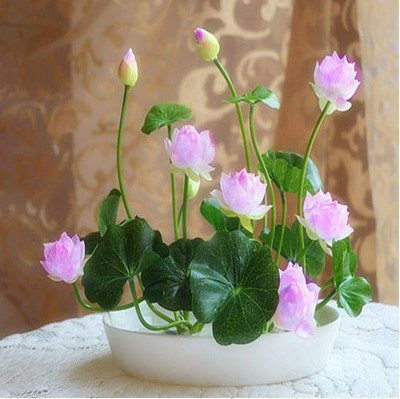 碗莲可以和绿萝一起养吗,养碗莲如何才能开出好看的花