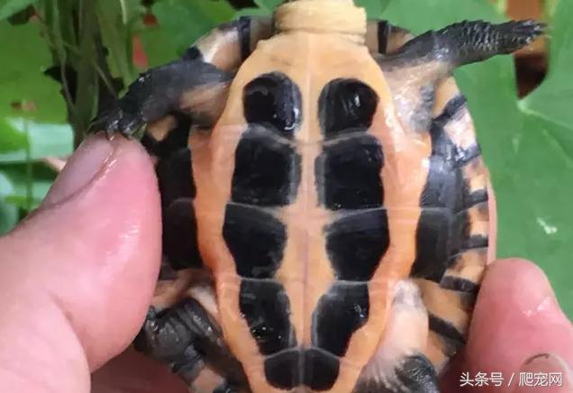 石金钱龟颜色及投资价值的关系