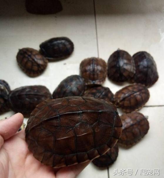 石金钱龟颜色及投资价值的关系