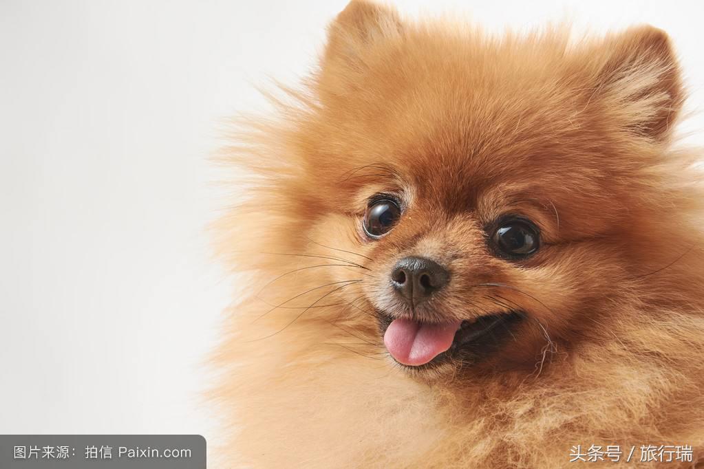 小狗视频可爱超萌金毛犬,金毛最可爱的小狗