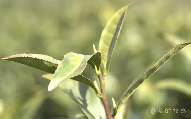 茶叶光波杀青和蒸汽杀青哪个好,茶叶中说的杀青是指什么