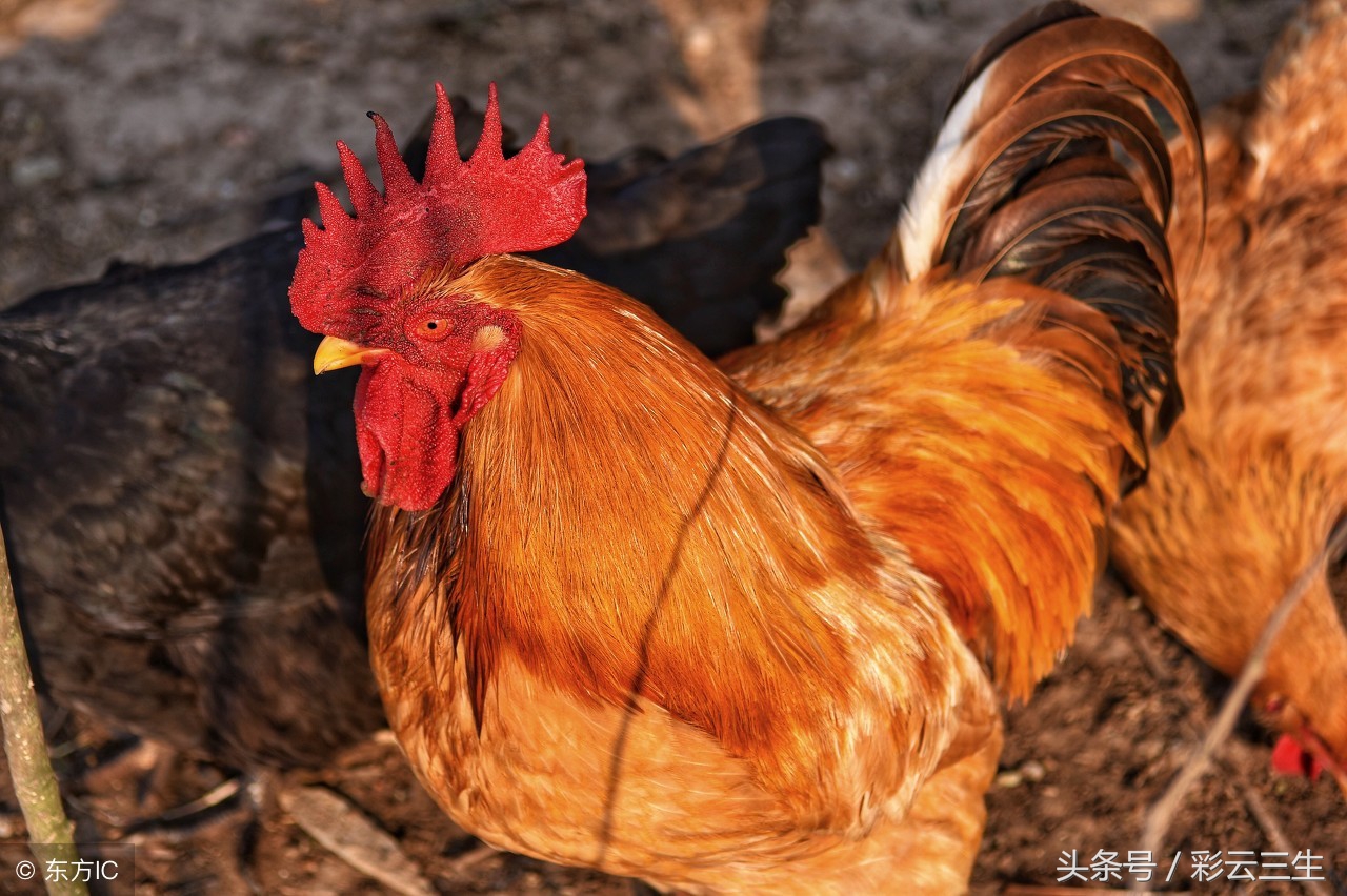 肉鸡怎样管理保健,肉鸡预防保健