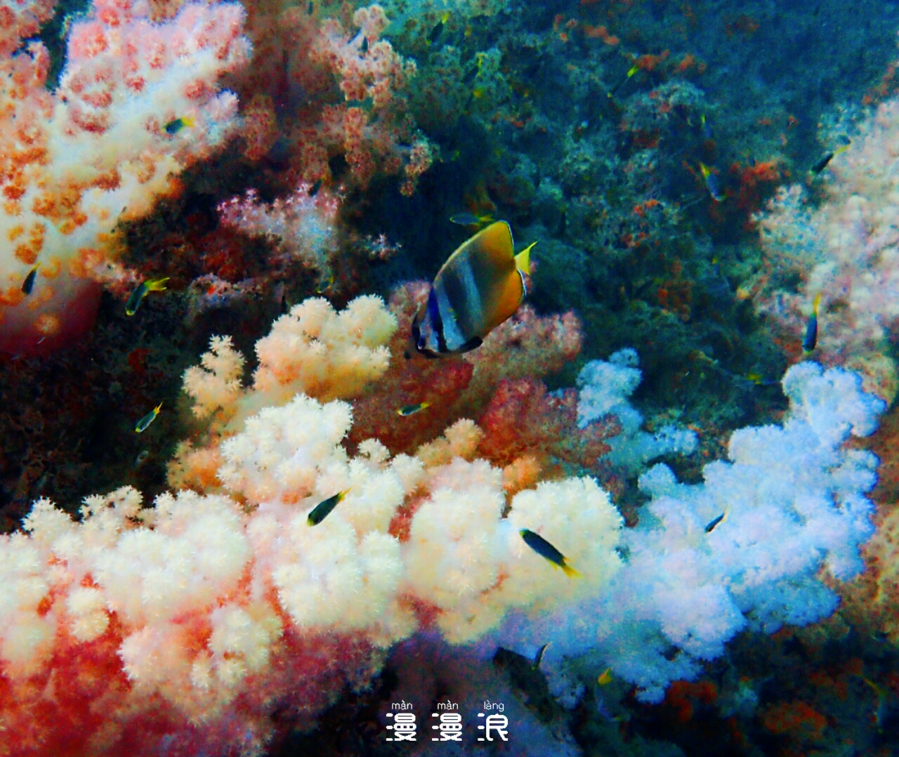 小尼莫的家在软珊瑚？看到了我们还是很害羞的躲避！