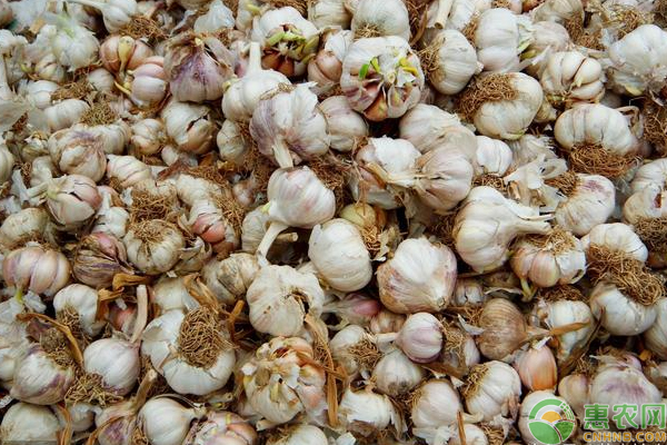 金乡大蒜2023大蒜价格今日行情,杰哥最新报价
