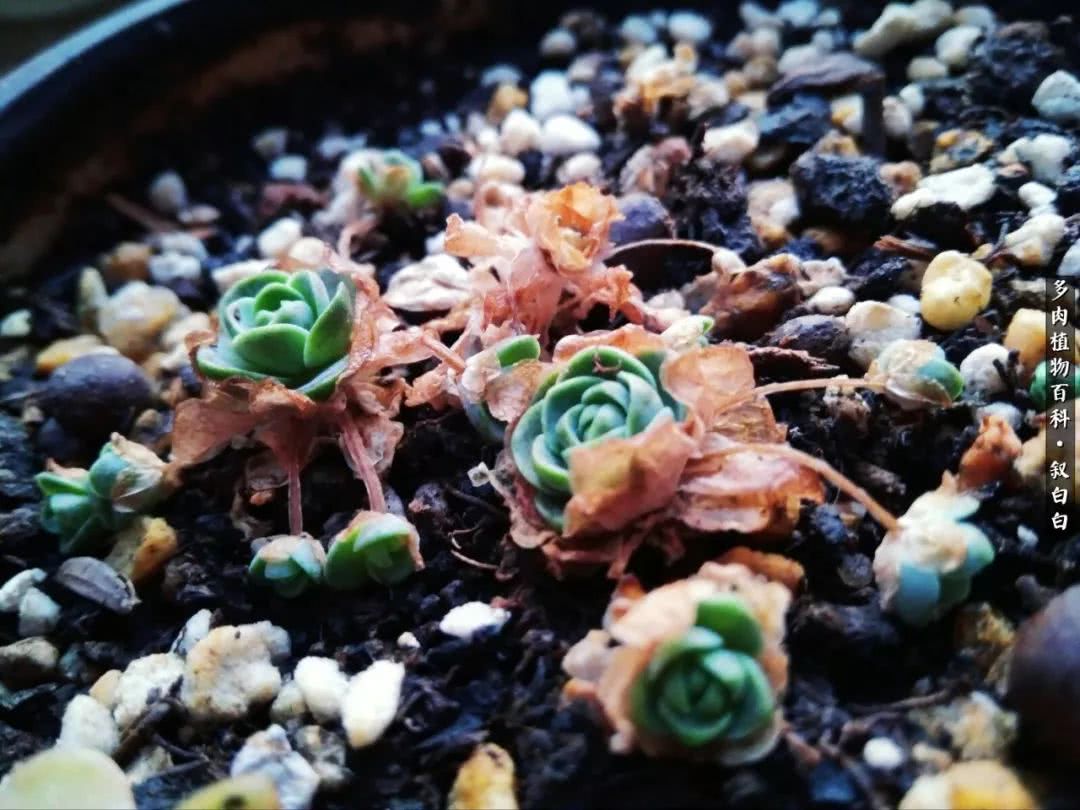 高一女生应该如何培养自己,植物补光灯养多肉心得