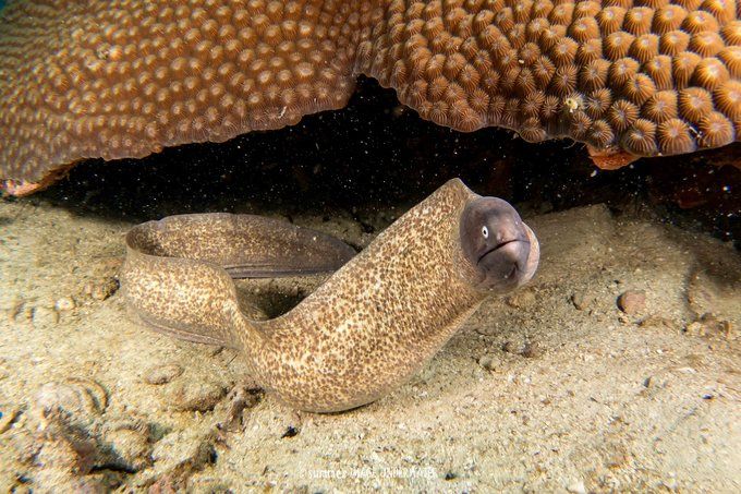 囧途：涛岛OW+AOW（高氧）考证之旅