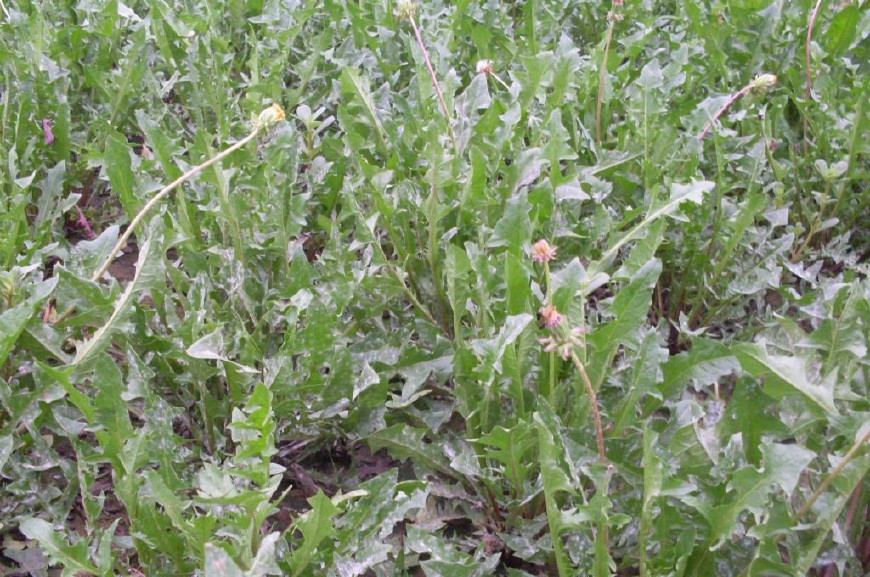 婆婆丁是蒲公英的别名,婆婆丁的学名是蒲公英吗