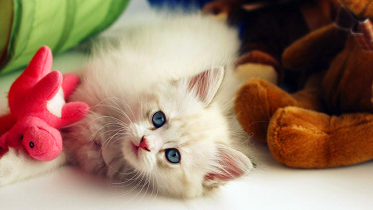 猫咪的7大怪癖你知道多少,猫咪都有哪些奇怪的癖好