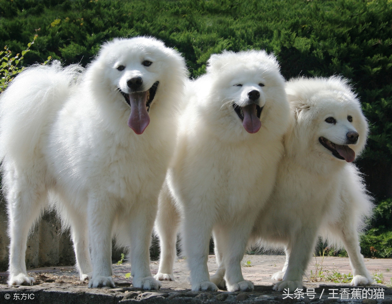 萨摩耶幼犬怎么训练乱叫,萨摩耶乱叫扑人怎么办