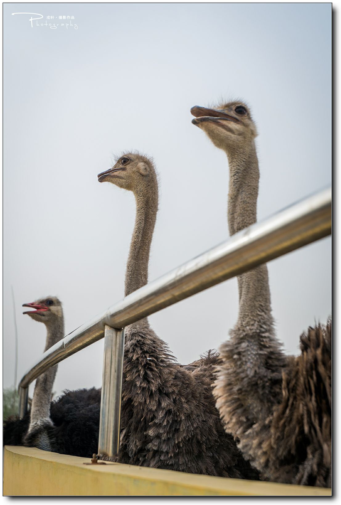 鍔ㄧ墿鍥悓瀹犳涔愬,鍔ㄧ墿鍥噹鐢熷姩鐗╃伅鍏夌
