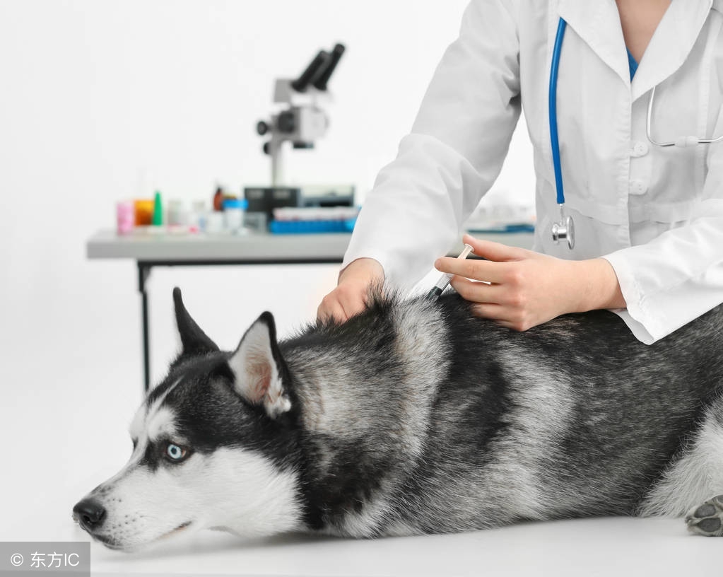 狂犬病时隔多年可以打疫苗吗,狂犬病死亡率那么高为啥还流行