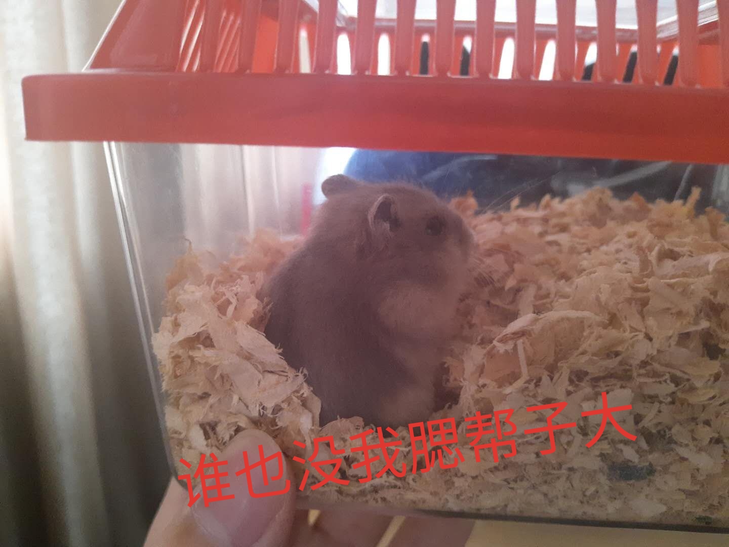 家里多新成员,毛绒绒小动物仓鼠