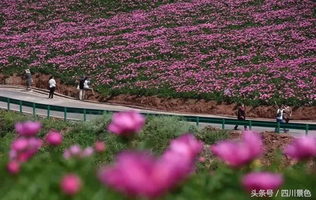 芍药成海，蔷薇满园！成都最快0.5h就到！赏四月的花不走远！