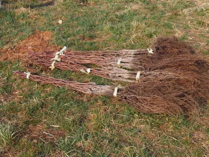 日本葡萄园种植技术,日本葡萄园的种植方法