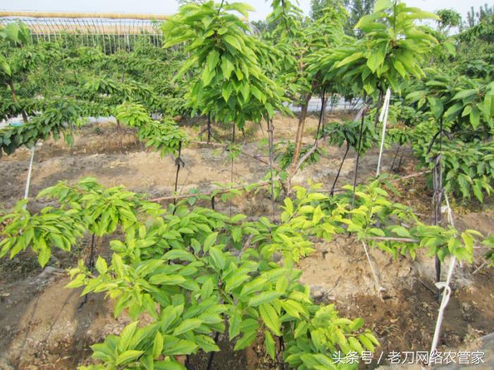 樱桃卷叶发黄是什么原因,樱桃缺素叶片的状况