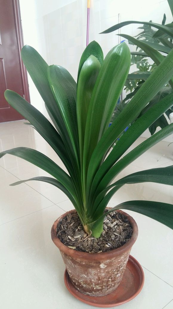 君子兰怎么养能让它开花长得快,君子兰怎么养才能更旺盛开花快