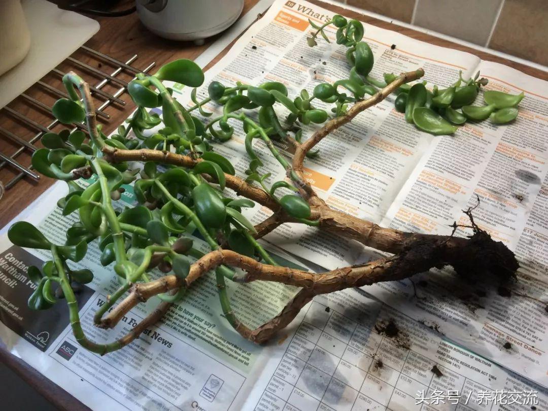 玉树叶子发黄不生长修剪后不发芽,玉树叶片中间发黄干枯掉怎么回事