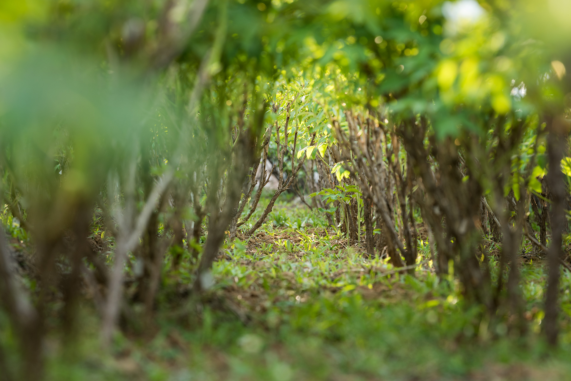 娴庡崡鐧捐姳浜夎壋,娴庡崡鏄ユ殩鑺卞紑楦熻鑺遍
