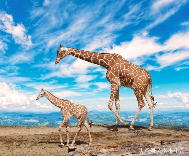 12个孕期的动物,怀孕期最长的动物是什么动物