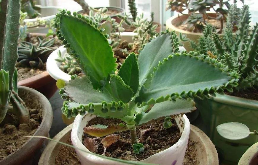 这种草来自非洲，能落地生根，农民称“打不死”，是治烫伤良药