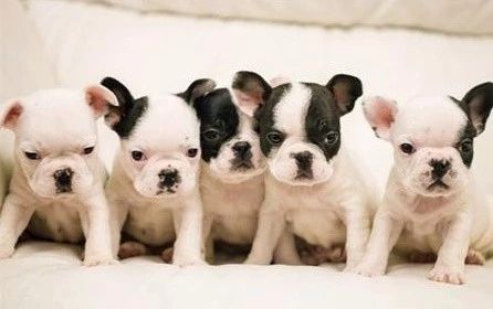 比熊法斗幼犬怎么喂养,如何培养幼犬法斗去笼子里拉屎