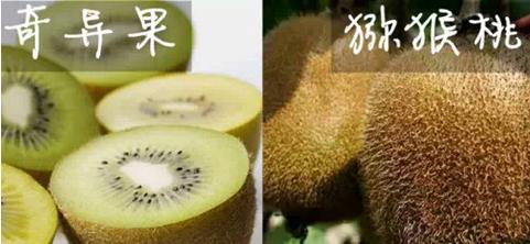 猕猴桃留洋回来变奇异果,猕猴桃真正实力