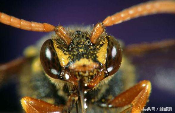 灭胡蜂绝招,灭胡蜂最直接的方法