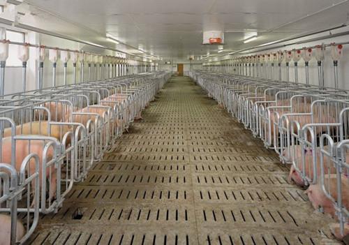 猪舍湿度大的危害及除湿方法,恒温猪舍对养猪的影响