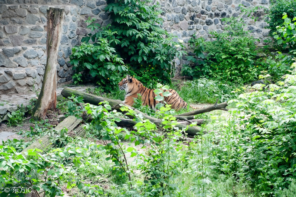靠谱的生肖虎,生肖虎的玄学秘密与命运转变