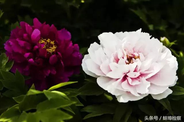 四月的洛阳牡丹盛开的地方,四月洛阳花开满城是花海