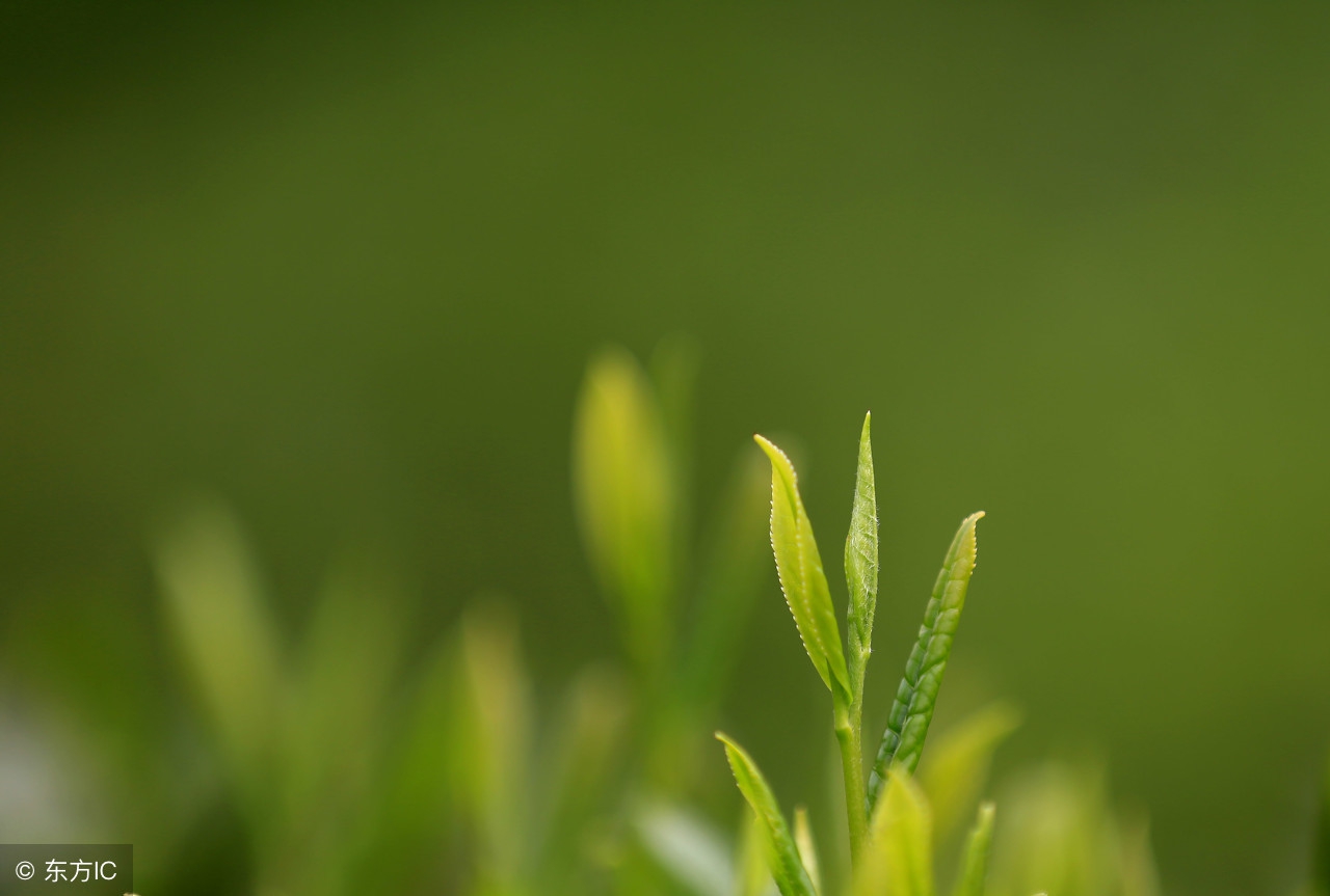谷雨飞花令诗句大全,有关谷雨的诗词和简单介绍