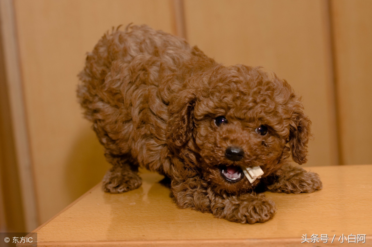 饲养泰迪犬的9大致命错误,饲养泰迪犬的错误方法你知道几个