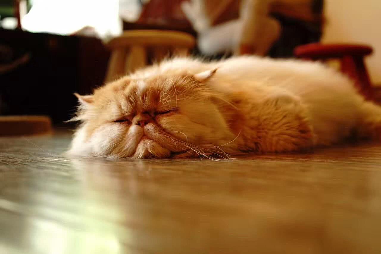 猫咪怕陌生人怎么训练,猫咪怕生人怎么安抚