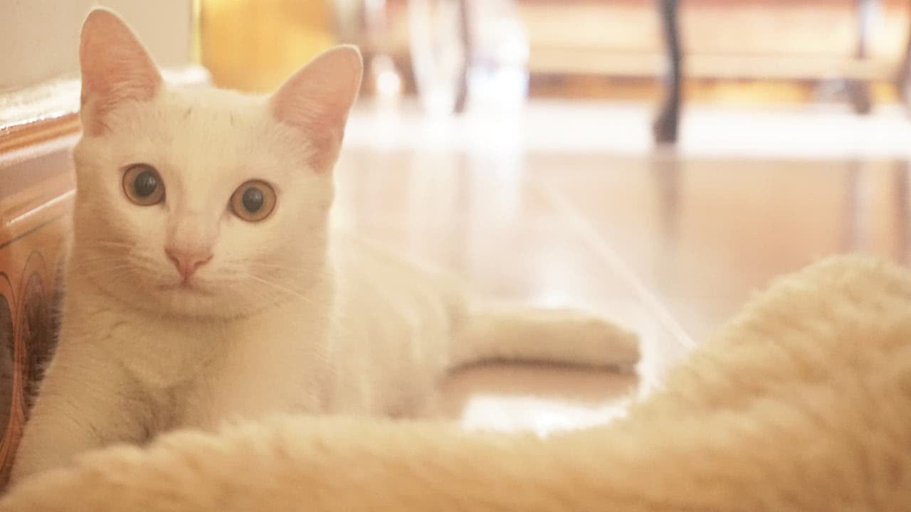 猫咪怕陌生人怎么训练,猫咪怕生人怎么安抚