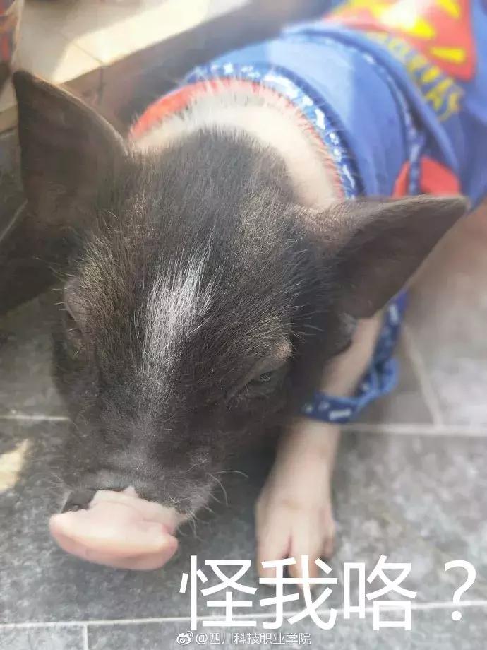 民生｜“小猪佩奇”出事了！大学生寝室养猪被通报，学校：快送走！