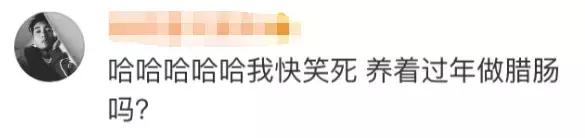 民生｜“小猪佩奇”出事了！大学生寝室养猪被通报，学校：快送走！